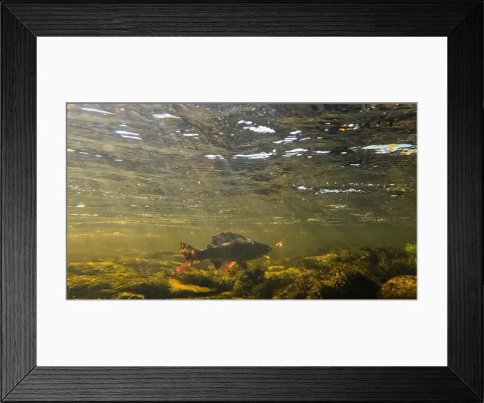Framed Print : Grayling fighting underwater in shallow water Framed Print : Grayling fighting underwater in shallow water