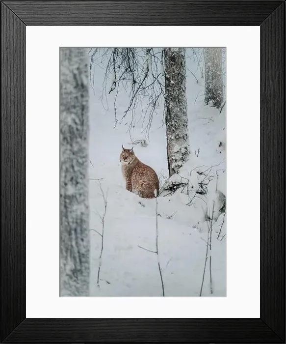 Framed Print : Lynx sat next to tree in snow in wildlife park in Ranua, Lapland Framed Print : Lynx sat next to tree in snow in wildlife park in Ranua, Lapland
