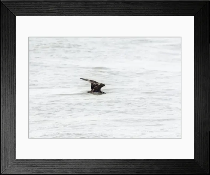 Framed Print : The parasitic jaeger or Arctic skua (Stercorarius parasiticus) Framed Print : The parasitic jaeger or Arctic skua (Stercorarius parasiticus)