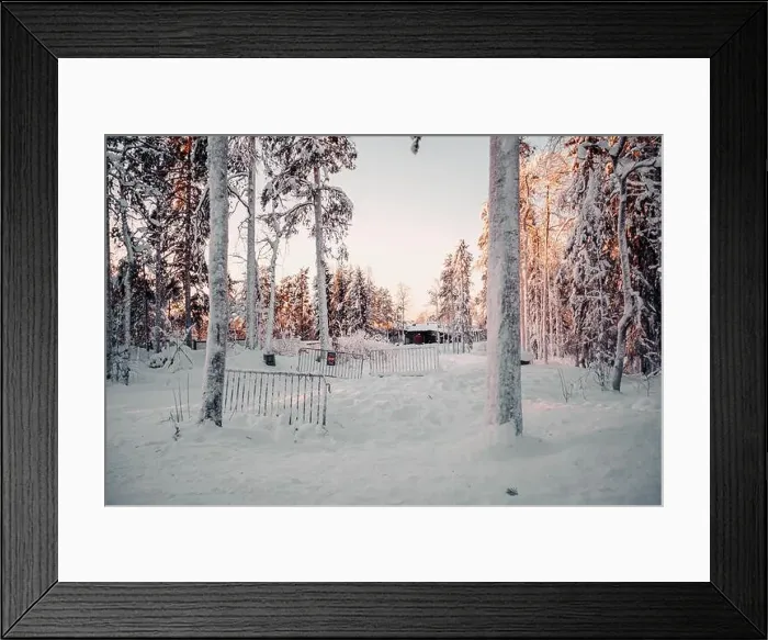 Framed Print : Snowy forest at sunset in wildlife park in Ranua, Lapland Framed Print : Snowy forest at sunset in wildlife park in Ranua, Lapland