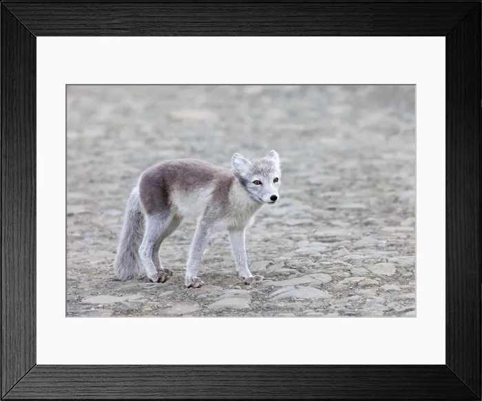 Framed Print : Adult arctic fox, Vulpes Lagopus Framed Print : Adult arctic fox, Vulpes Lagopus