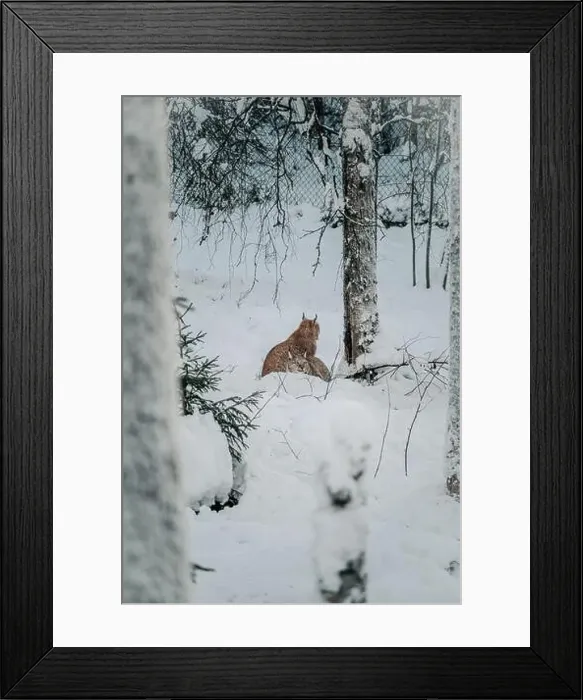 Framed Print : Two lynx under tree in wildlife park in Ranua, Lapland Framed Print : Two lynx under tree in wildlife park in Ranua, Lapland