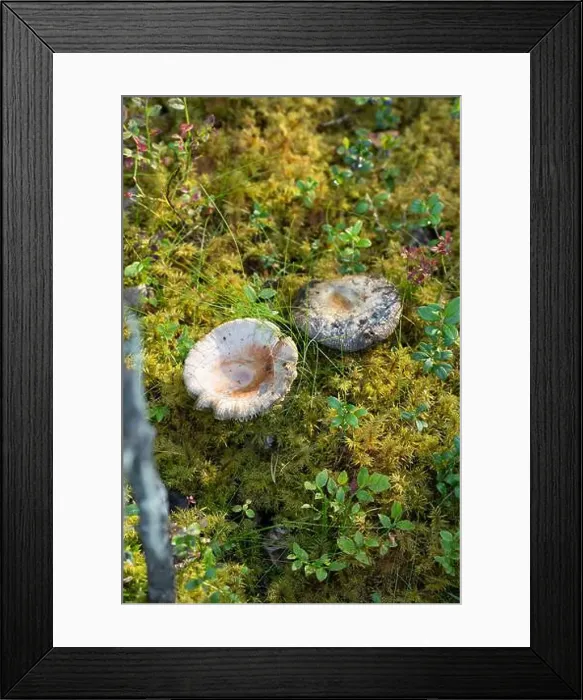 Framed Print : Arctic Circle Hiking Area, lapland, Finland