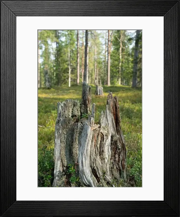 Framed Print : Arctic Circle Hiking Area, lapland, Finland