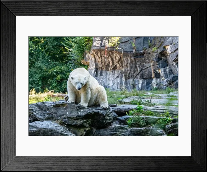 Framed Print : A polar bear is sitting on a rock in front of a wall. The bear is looking at the camera Framed Print : A polar bear is sitting on a rock in front of a wall. The bear is looking at the camera
