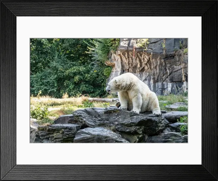 Framed Print : A polar bear sits on a stone. The bear looks away Framed Print : A polar bear sits on a stone. The bear looks away