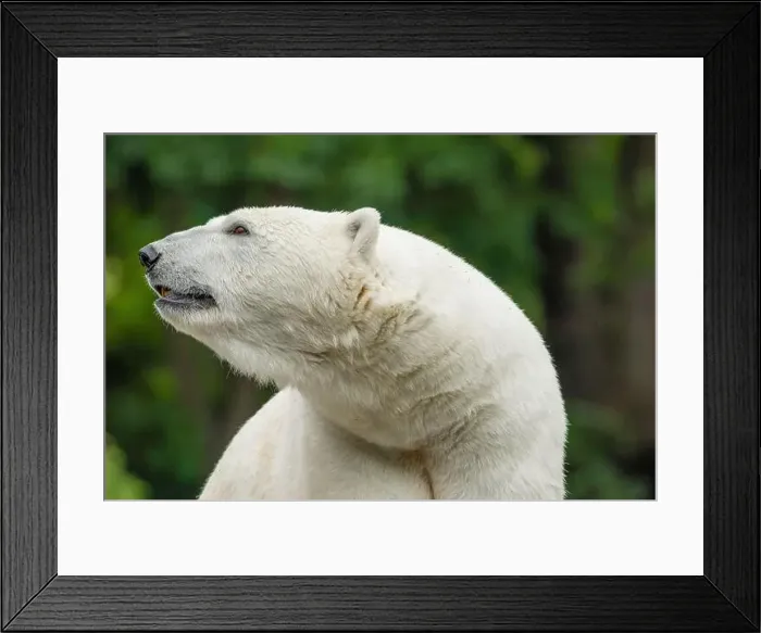 Framed Print : Big white Polar Bear takes a rest and sitting on stone