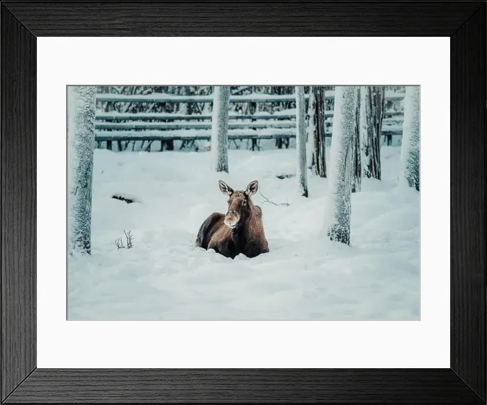 Framed Print : Deer in snow in wildlife park in Ranua, Lapland