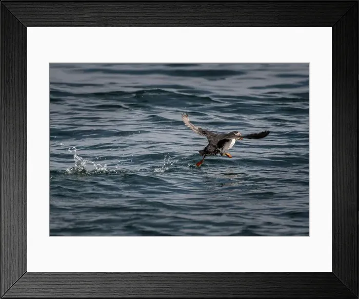 Framed Print : Starting Atlantic Puffin (Fratercula arctica) On Island Craigleith In The Firth Of Forth Near North Berwick In Scotland Framed Print : Starting Atlantic Puffin (Fratercula arctica) On Island Craigleith In The Firth Of Forth Near North Berwick In Scotland