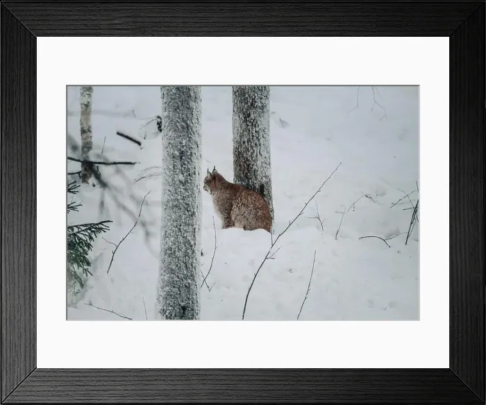 Framed Print : Lynx sitting in snow next to tree in wildlife park in Ranua, Lapland Framed Print : Lynx sitting in snow next to tree in wildlife park in Ranua, Lapland