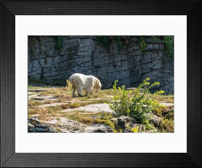 Framed Print : A white polar bear is walking on a rocky hillside Framed Print : A white polar bear is walking on a rocky hillside