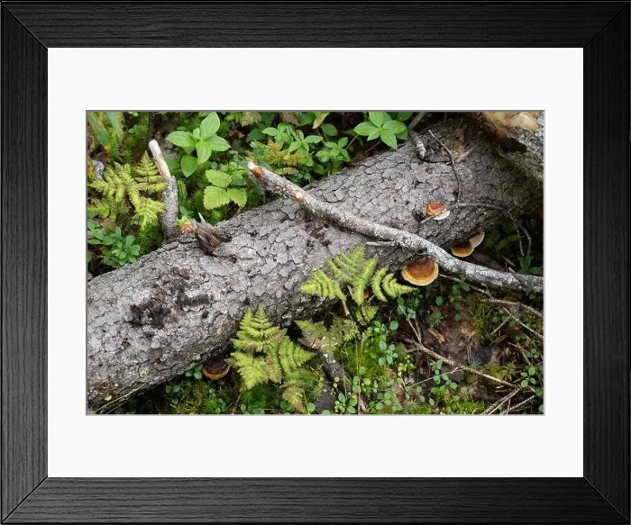 Framed Print : Arctic Circle Hiking Area, lapland, Finland