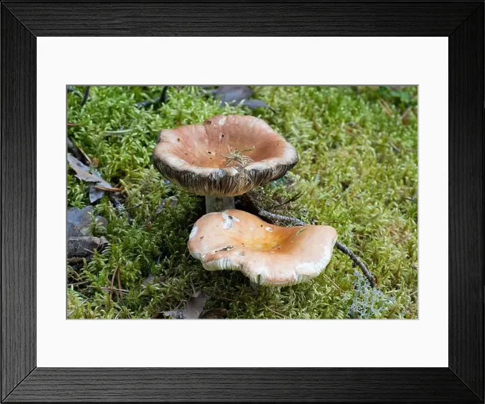 Framed Print : Vikaköngäs, Arctic Circle Hiking Area, lapland, Finland Framed Print : Vikaköngäs, Arctic Circle Hiking Area, lapland, Finland