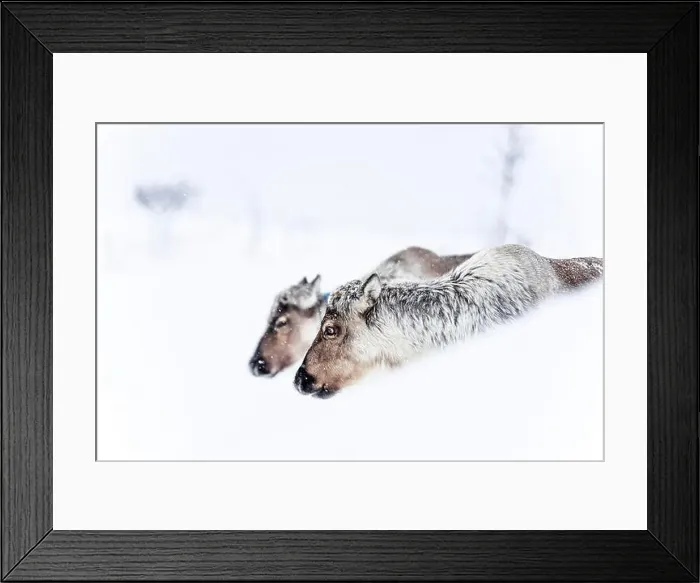 Framed Print : Reindeers in the snowy winter landscape Framed Print : Reindeers in the snowy winter landscape