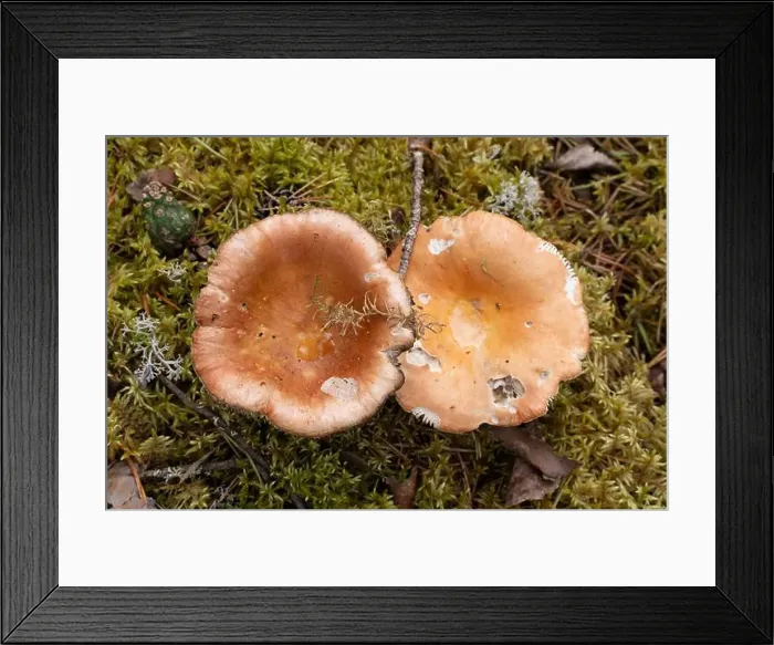 Framed Print : Vikaköngäs, Arctic Circle Hiking Area, lapland, Finland Framed Print : Vikaköngäs, Arctic Circle Hiking Area, lapland, Finland