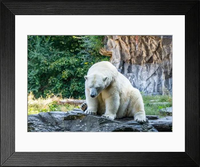 Framed Print : A polar bear is sitting on a rock in a zoo enclosure. The bear appears to be relaxed and comfortable in its surroundings