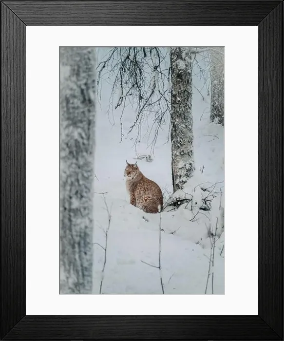 Framed Print : Lynx in snow in wildlife park looking forwards in Ranua, Lapland Framed Print : Lynx in snow in wildlife park looking forwards in Ranua, Lapland