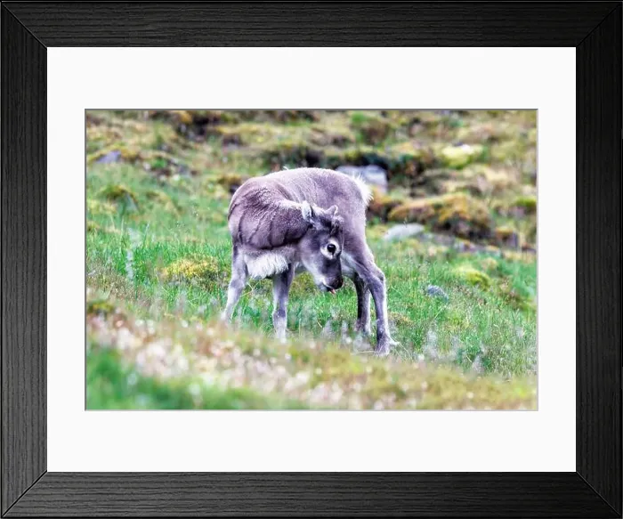 Framed Print : Baby reindeer, Rangifer tarandus platyrhynchus, on the tundra of Longyearbyen, Spitsbergen, Svalbard Framed Print : Baby reindeer, Rangifer tarandus platyrhynchus, on the tundra of Longyearbyen, Spitsbergen, Svalbard