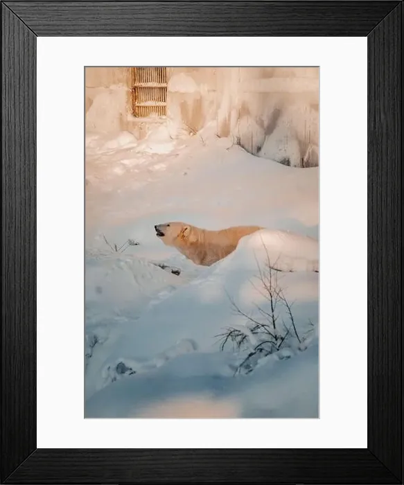 Framed Print : Polar bear in the snow in wildlife park enclosure in Ranua, Lapland Framed Print : Polar bear in the snow in wildlife park enclosure in Ranua, Lapland