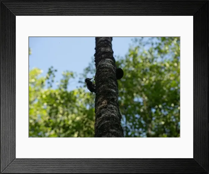 Framed Print : Arctic Circle Hiking Area, lapland, Finland Framed Print : Arctic Circle Hiking Area, lapland, Finland
