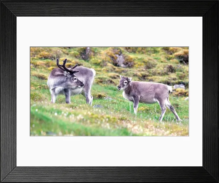 Framed Print : Baby reindeer, Rangifer tarandus platyrhynchus, with his father, on the tundra of Longyearbyen, Spitsbergen, Svalbard Framed Print : Baby reindeer, Rangifer tarandus platyrhynchus, with his father, on the tundra of Longyearbyen, Spitsbergen, Svalbard