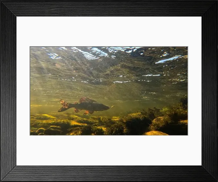 Framed Print : Grayling fighting underwater in shallow water