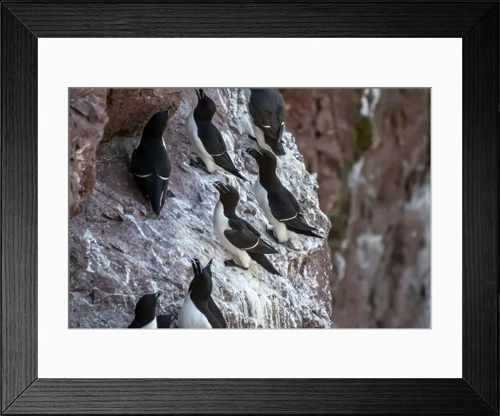 Framed Print : Seabird Species Razorbills (Alca Torda) At The Atlantic Coast Of St. Abbs Head In Scotland Framed Print : Seabird Species Razorbills (Alca Torda) At The Atlantic Coast Of St. Abbs Head In Scotland