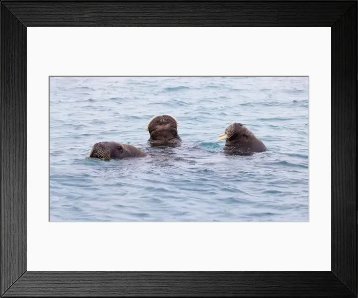 Framed Print : Adult walruses, Odobenus rosmarus Framed Print : Adult walruses, Odobenus rosmarus