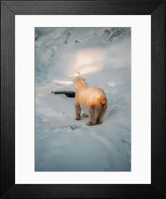 Framed Print : Polar bear stood in snow in wildlife park in Ranua, Lapland Framed Print : Polar bear stood in snow in wildlife park in Ranua, Lapland