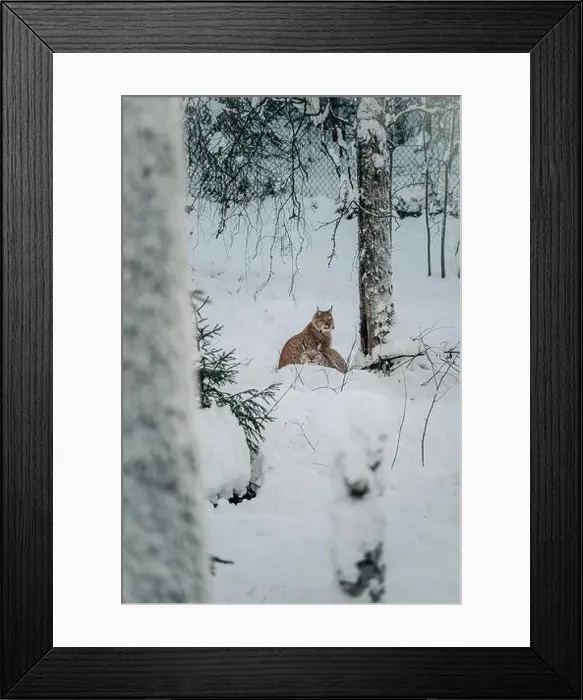 Framed Print : Lynx sitting next to tree in wildlife park in Ranua, Lapland Framed Print : Lynx sitting next to tree in wildlife park in Ranua, Lapland