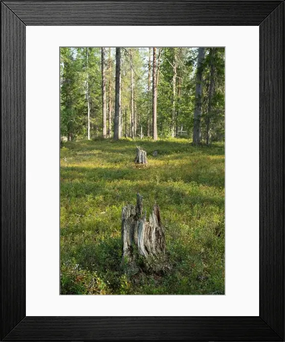 Framed Print : Arctic Circle Hiking Area, lapland, Finland Framed Print : Arctic Circle Hiking Area, lapland, Finland