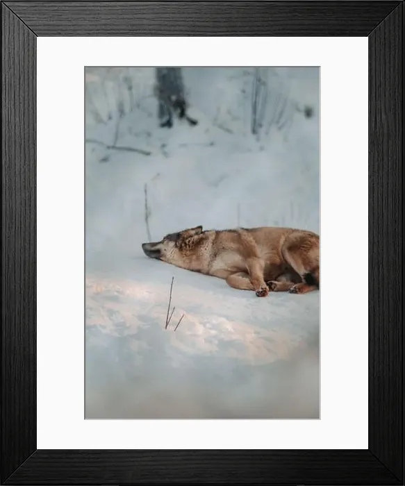 Framed Print : Wolf lying in the snow in wildlife park in Ranua, Lapland Framed Print : Wolf lying in the snow in wildlife park in Ranua, Lapland