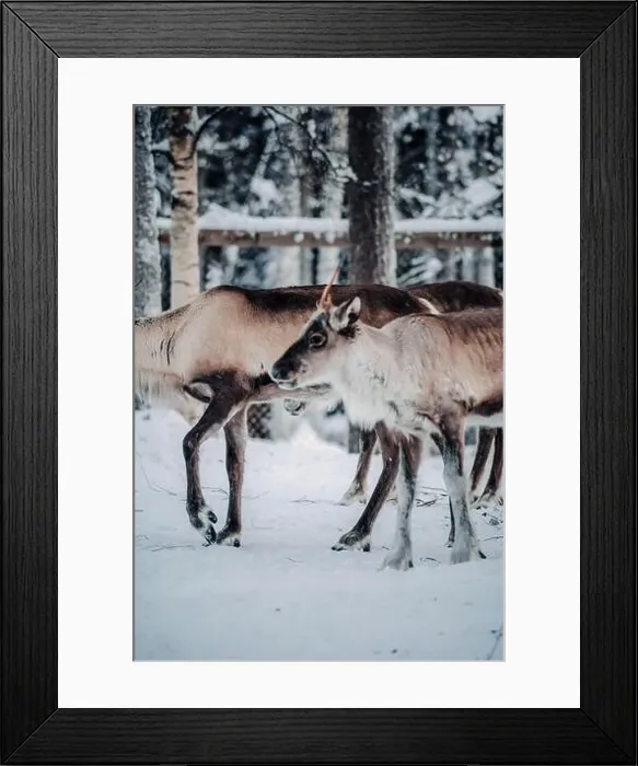 Framed Print : Reindeer in animal enclosure in Ranua, Lapland Framed Print : Reindeer in animal enclosure in Ranua, Lapland