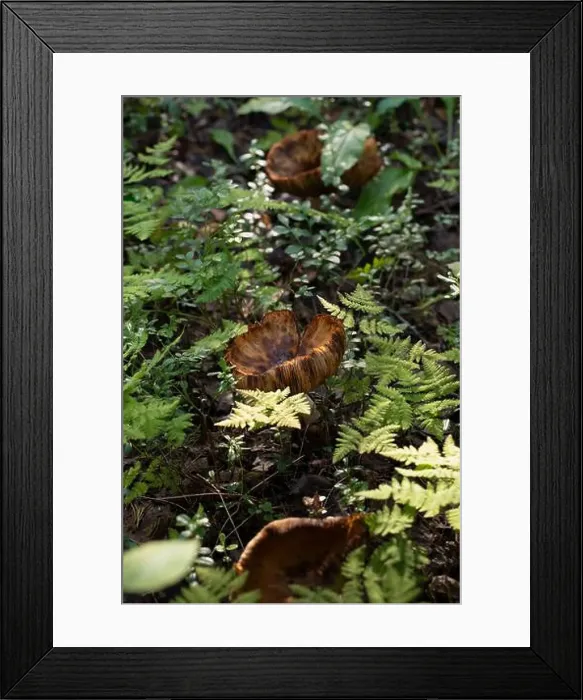Framed Print : Arctic Circle Hiking Area, lapland, Finland Framed Print : Arctic Circle Hiking Area, lapland, Finland
