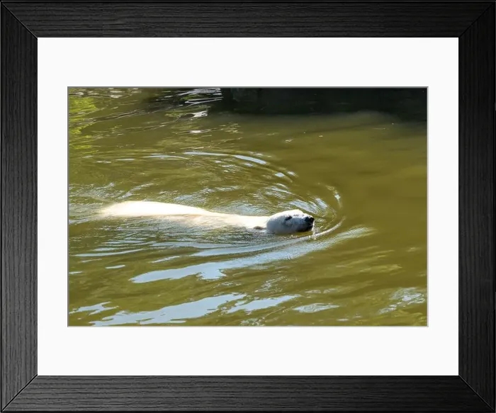 Framed Print : A polar bear swims in a pond. The water is murky and only the bear is present in the scene Framed Print : A polar bear swims in a pond. The water is murky and only the bear is present in the scene