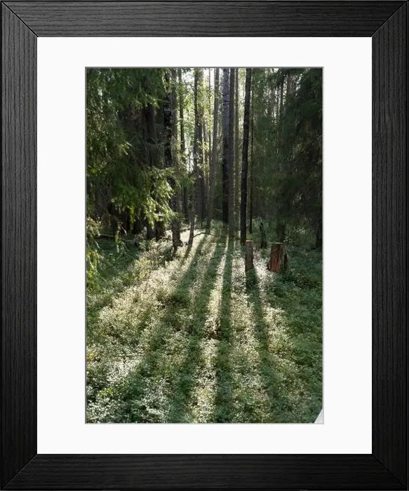 Framed Print : Arctic Circle Hiking Area, lapland, Finland Framed Print : Arctic Circle Hiking Area, lapland, Finland