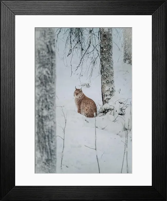 Framed Print : Lynx sat in the snow next to tree in wildlife park in Ranua, Lapland Framed Print : Lynx sat in the snow next to tree in wildlife park in Ranua, Lapland