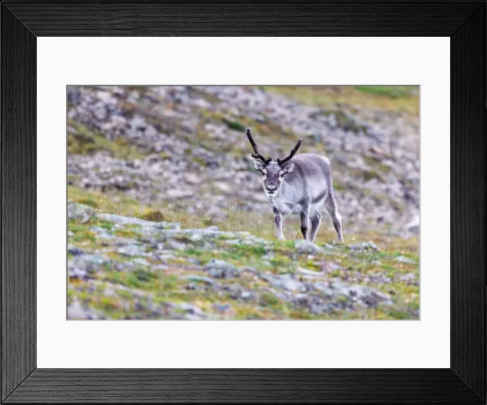 Framed Print : Young reindeer, Rangifer tarandus Framed Print : Young reindeer, Rangifer tarandus