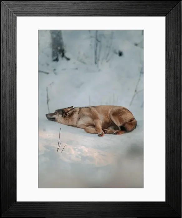Framed Print : Wolf lying in snow in enclosure in wildlife park in Ranua, Lapland Framed Print : Wolf lying in snow in enclosure in wildlife park in Ranua, Lapland