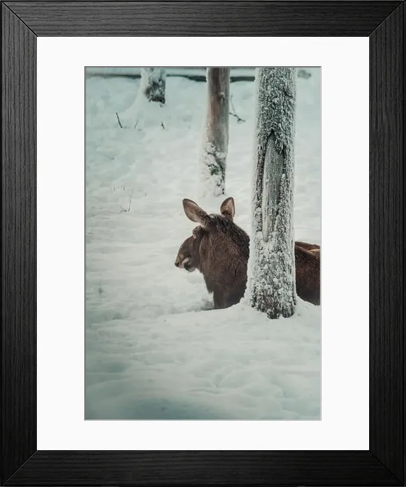 Framed Print : Deer in snow behind tree in wildlife park in Ranua, Lapland Framed Print : Deer in snow behind tree in wildlife park in Ranua, Lapland
