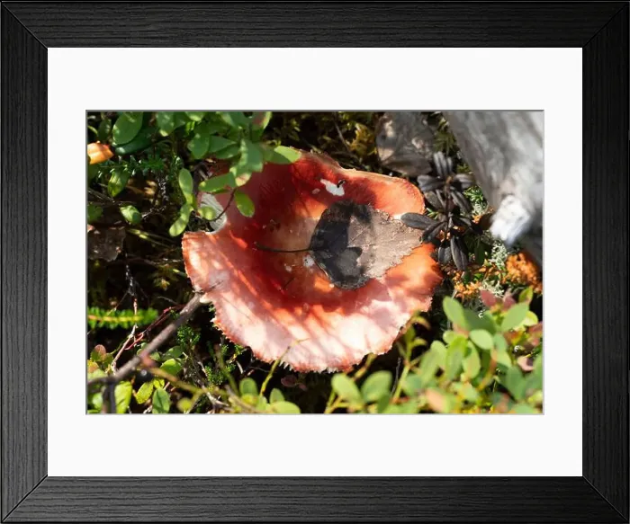 Framed Print : Arctic Circle Hiking Area, lapland, Finland Framed Print : Arctic Circle Hiking Area, lapland, Finland