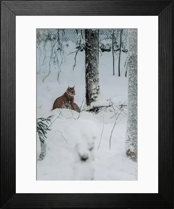 Framed Print : Two lynx under tree in the snow in wildlife park in Ranua, Lapland Framed Print : Two lynx under tree in the snow in wildlife park in Ranua, Lapland