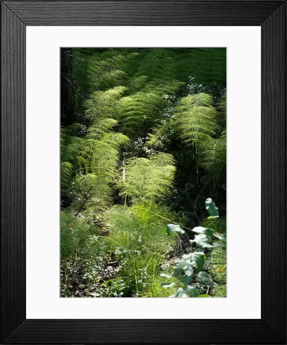 Framed Print : Vikaköngäs, Arctic Circle Hiking Area, lapland, Finland Framed Print : Vikaköngäs, Arctic Circle Hiking Area, lapland, Finland