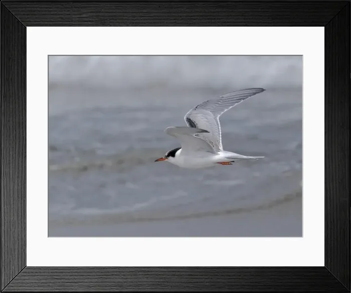 Framed Print : Juvenile Arctic tern on St Ninian's Isle tombolo, Shetland Framed Print : Juvenile Arctic tern on St Ninian's Isle tombolo, Shetland