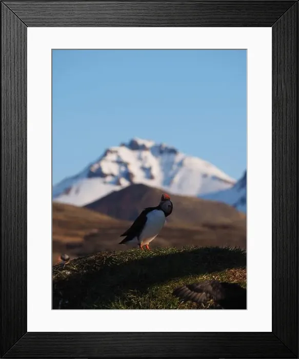 Framed Print : A puffin stands on grassy terrain Framed Print : A puffin stands on grassy terrain