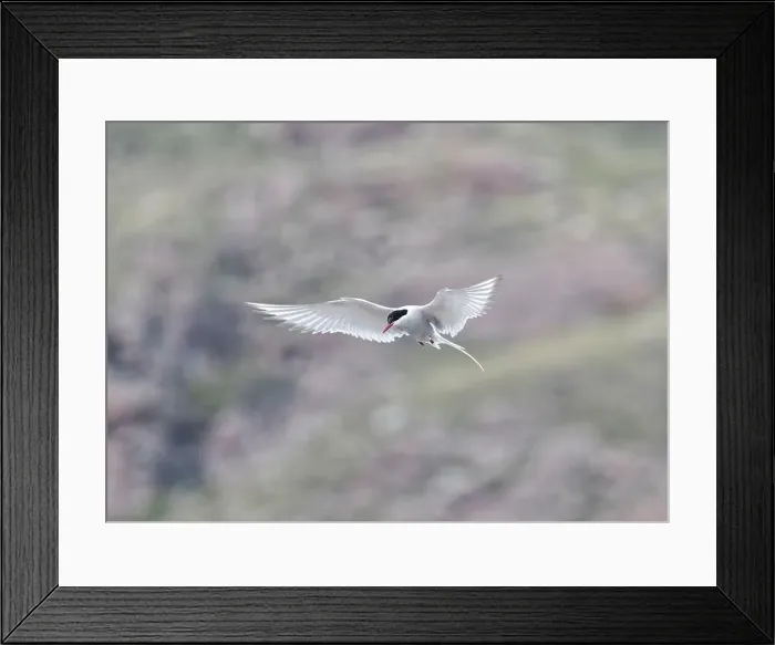 Framed Print : Arctic Tern in flight, The Blade, Ronas Voe, Shetland