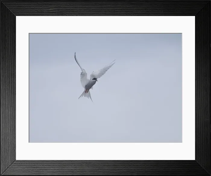 Framed Print : Arctic Tern in flight, The Blade, Ronas Voe, Shetland Framed Print : Arctic Tern in flight, The Blade, Ronas Voe, Shetland