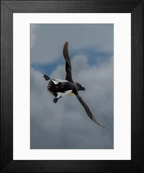 Framed Print : Seabird Species Razorbill (Alca Torda) Flies On The Isle Of May In The Firth Of Forth Near Anstruther In Scotland Framed Print : Seabird Species Razorbill (Alca Torda) Flies On The Isle Of May In The Firth Of Forth Near Anstruther In Scotland