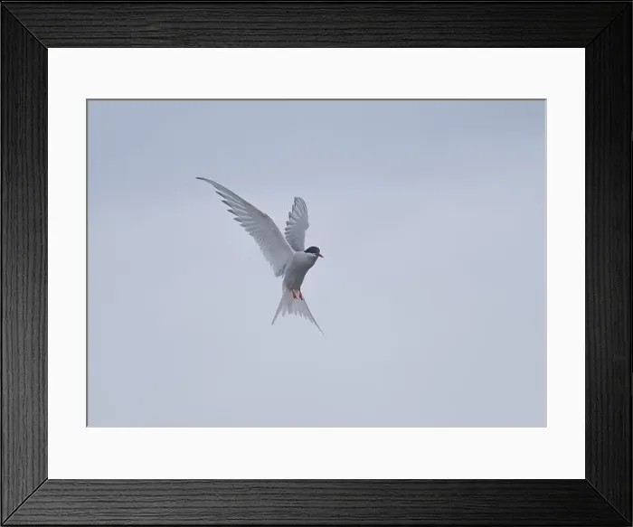 Framed Print : Arctic Tern in flight, The Blade, Ronas Voe, Shetland Framed Print : Arctic Tern in flight, The Blade, Ronas Voe, Shetland