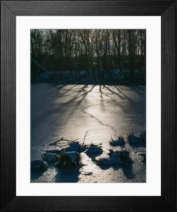 Framed Print : Animal tracks on the ice surface of a frozen lake. A winter scene Framed Print : Animal tracks on the ice surface of a frozen lake. A winter scene